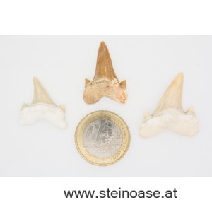 1 Stk. Haifisch-Zahn klein